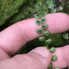 Asplenium flabellifolium at Burra, NSW - 14 Jun 2021