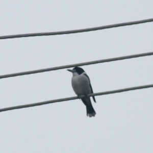 Cracticus torquatus at Kaleen, ACT - suppressed