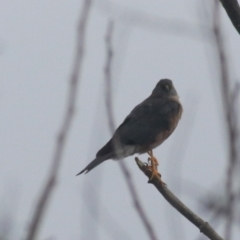 Tachyspiza cirrocephala (Collared Sparrowhawk) at Kaleen, ACT - 25 Jun 2021 by Rixon