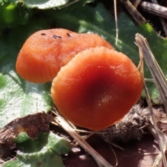 Laccaria sp. (Laccaria) at Tuggeranong Creek to Monash Grassland - 26 Jun 2021 by RodDeb