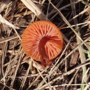 Laccaria sp. at Monash, ACT - 26 Jun 2021