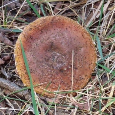 zz agaric (stem; gills white/cream) at Tuggeranong Creek to Monash Grassland - 26 Jun 2021 by RodDeb