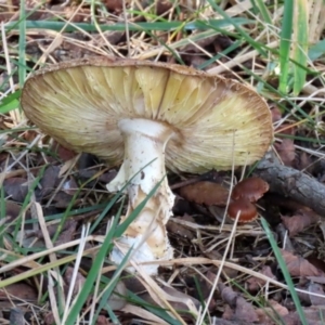 zz agaric (stem; gills white/cream) at Monash, ACT - 26 Jun 2021