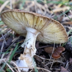 zz agaric (stem; gills white/cream) at Monash, ACT - 26 Jun 2021