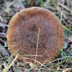 zz agaric (stem; gills white/cream) at Monash, ACT - 26 Jun 2021