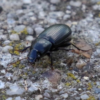 Harpalini (tribe) (Harpaline carab beetle) at Monash, ACT - 26 Jun 2021 by RodDeb
