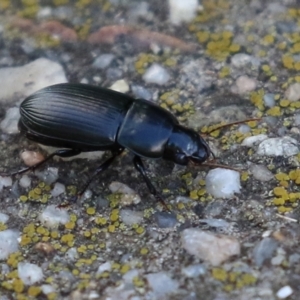 Harpalini sp. (tribe) at Monash, ACT - 26 Jun 2021