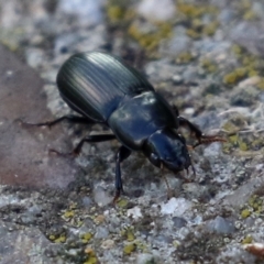 Harpalini sp. (tribe) at Monash, ACT - 26 Jun 2021