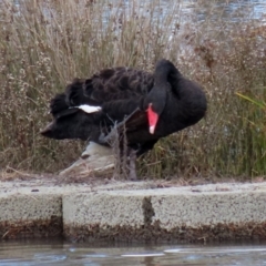 Cygnus atratus (Black Swan) at Tuggeranong Creek to Monash Grassland - 26 Jun 2021 by RodDeb