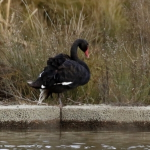 Cygnus atratus at Monash, ACT - 26 Jun 2021 01:02 PM