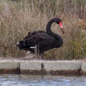 Cygnus atratus at Monash, ACT - 26 Jun 2021