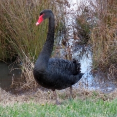 Cygnus atratus at Monash, ACT - 26 Jun 2021