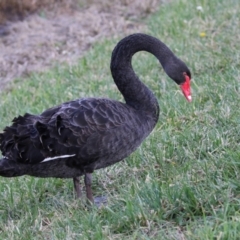 Cygnus atratus at Monash, ACT - 26 Jun 2021 01:02 PM