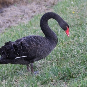 Cygnus atratus at Monash, ACT - 26 Jun 2021