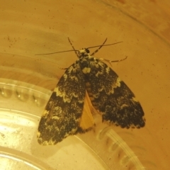 Halone coryphoea (Eastern Halone moth) at Pollinator-friendly garden Conder - 22 Mar 2021 by michaelb