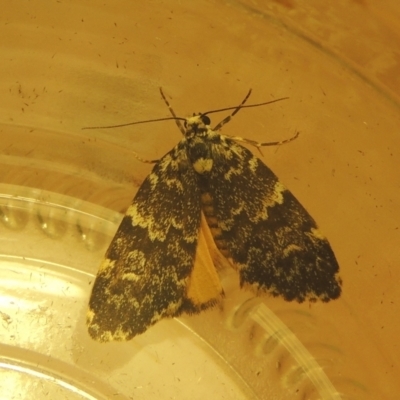 Halone coryphoea (Eastern Halone moth) at Conder, ACT - 22 Mar 2021 by michaelb