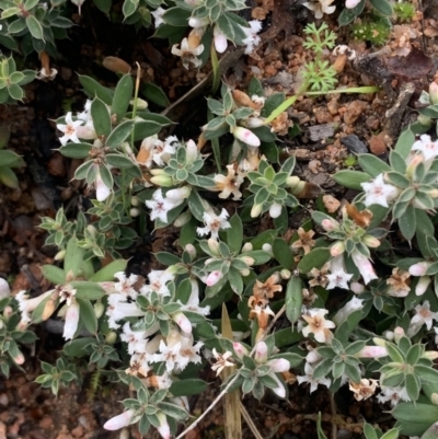 Leucopogon fraseri (Sharp Beard-heath) at Black Flat at Corrowong - 26 Jun 2021 by BlackFlat