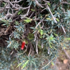 Astroloma humifusum (Cranberry Heath) at Black Flat at Corrowong - 26 Jun 2021 by BlackFlat