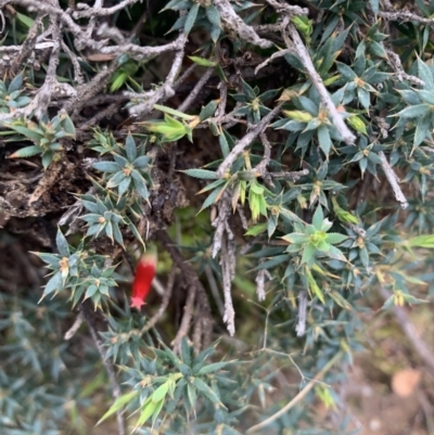 Astroloma humifusum (Cranberry Heath) at Corrowong, NSW - 26 Jun 2021 by BlackFlat