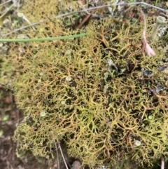Cladia aggregata (A lichen) at Black Flat at Corrowong - 26 Jun 2021 by BlackFlat