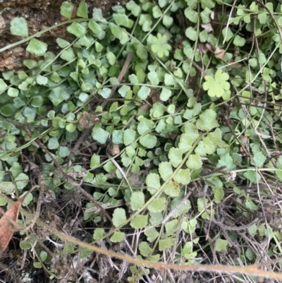 Asplenium flabellifolium (Necklace Fern) at Corrowong, NSW - 26 Jun 2021 by BlackFlat