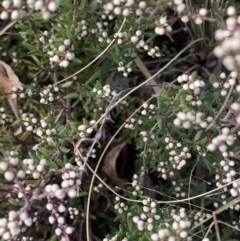 Cryptandra amara (Bitter Cryptandra) at Black Flat at Corrowong - 24 Jul 2021 by BlackFlat