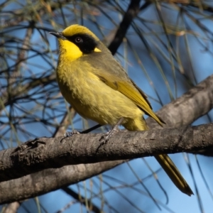 Lichenostomus melanops at Conder, ACT - 27 Jun 2021