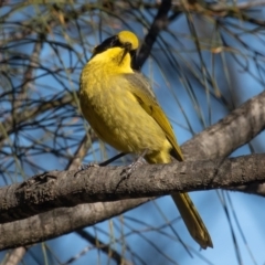 Lichenostomus melanops at Conder, ACT - 27 Jun 2021