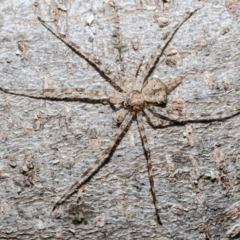 Tamopsis sp. (genus) (Two-tailed spider) at Macgregor, ACT - 27 Jun 2021 by Roger