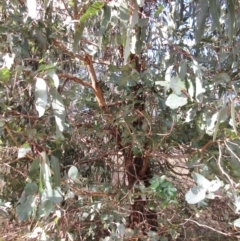 Eucalyptus globulus subsp. bicostata (Southern Blue Gum, Eurabbie) at Holt, ACT - 26 Jun 2021 by sangio7