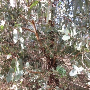 Eucalyptus globulus subsp. bicostata at Holt, ACT - 26 Jun 2021 02:24 PM