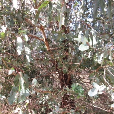Eucalyptus globulus subsp. bicostata (Southern Blue Gum, Eurabbie) at The Pinnacle - 26 Jun 2021 by sangio7