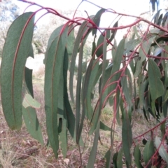 Eucalyptus globulus subsp. bicostata at Holt, ACT - 26 Jun 2021 02:24 PM