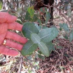 Eucalyptus globulus subsp. bicostata at Holt, ACT - 26 Jun 2021