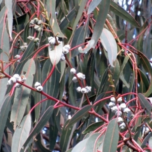 Eucalyptus globulus subsp. bicostata at Holt, ACT - 26 Jun 2021 02:24 PM