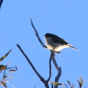 Melithreptus lunatus at Downer, ACT - 27 Jun 2021