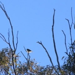 Melithreptus lunatus at Downer, ACT - 27 Jun 2021