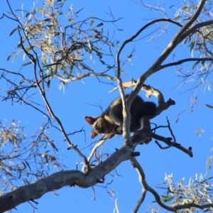 Trichosurus vulpecula at Downer, ACT - 27 Jun 2021