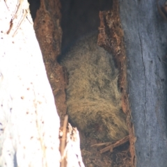 Trichosurus vulpecula at Downer, ACT - 27 Jun 2021