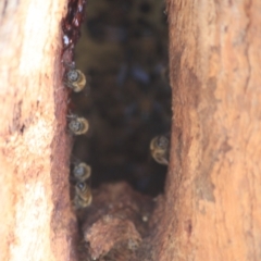 Apis mellifera at Downer, ACT - 27 Jun 2021