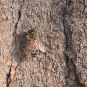 Apis mellifera at Downer, ACT - 27 Jun 2021