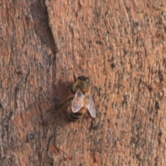 Apis mellifera at Downer, ACT - 27 Jun 2021