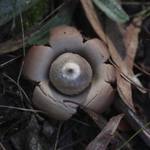 Geastrum sp. at Higgins, ACT - 27 Jun 2021