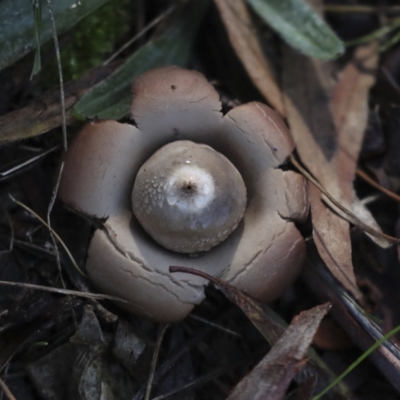 Geastrum sp. (Geastrum sp.) at Higgins, ACT - 27 Jun 2021 by AlisonMilton