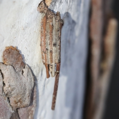 Clania ignobilis (Faggot Case Moth) at Higgins, ACT - 27 Jun 2021 by AlisonMilton