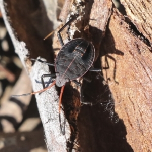 Pentatomoidea (superfamily) at Higgins, ACT - 27 Jun 2021