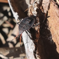 Pentatomoidea (superfamily) at Higgins, ACT - 27 Jun 2021