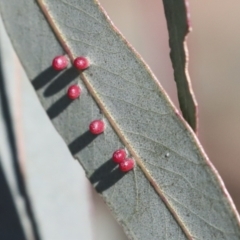 Apiomorpha sp. (genus) at Higgins, ACT - 27 Jun 2021 by AlisonMilton