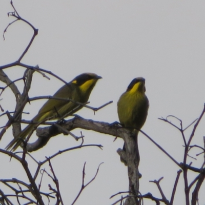 Lichenostomus melanops (Yellow-tufted Honeyeater) at Tuggeranong Hill - 26 Jun 2021 by Christine