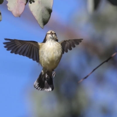 Smicrornis brevirostris (Weebill) at Higgins, ACT - 27 Jun 2021 by AlisonMilton